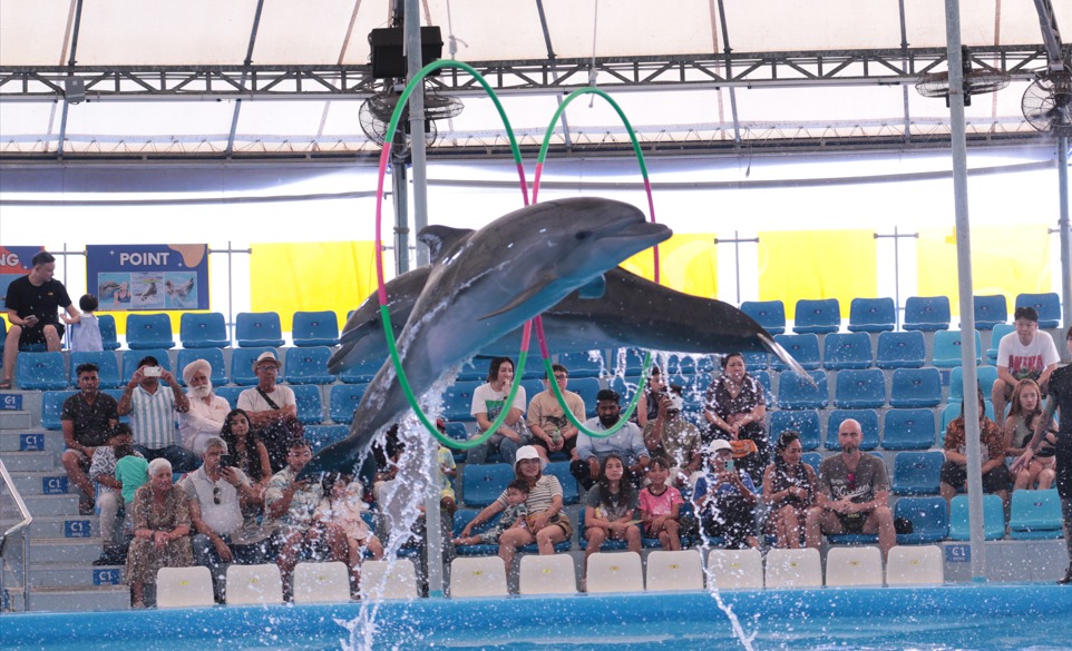 PATTAYA DOLPHINARIUM (DELUXE TICKET+PRIVATE PICK UP AND DROP PATTAYA HOTEL)